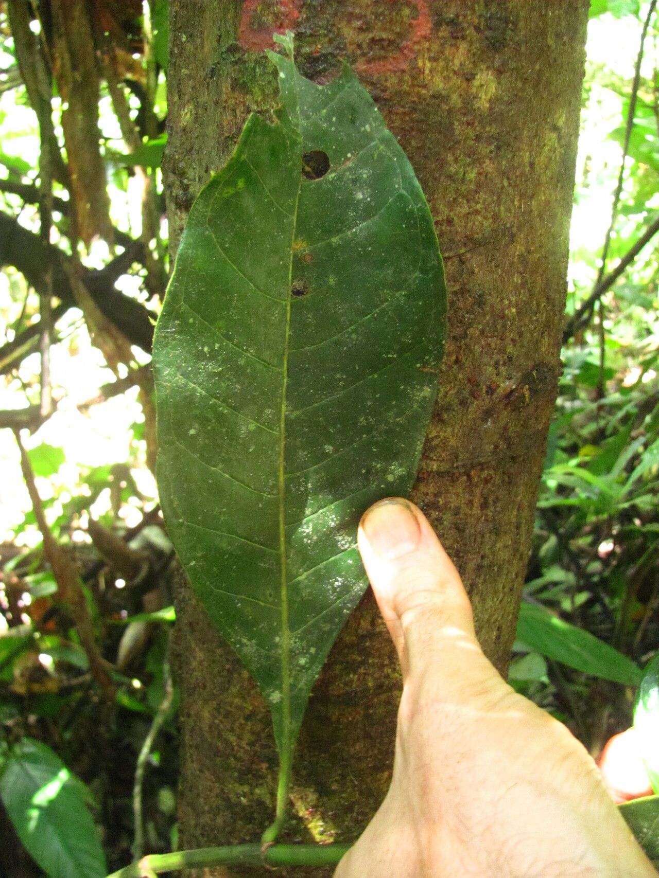 Psychotria gilletii leaf