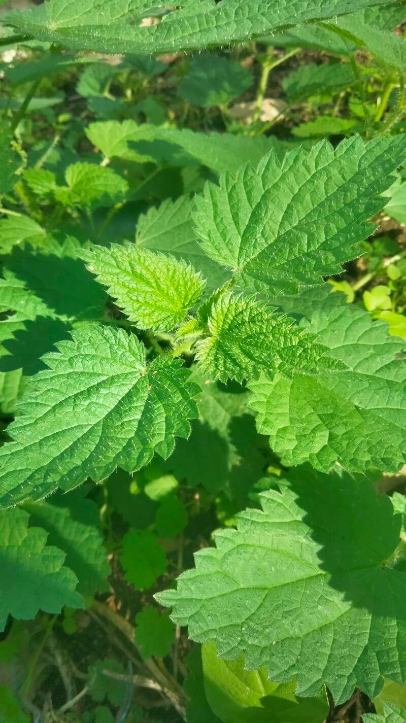 Urtica rupestris — search result for 'Urtica'