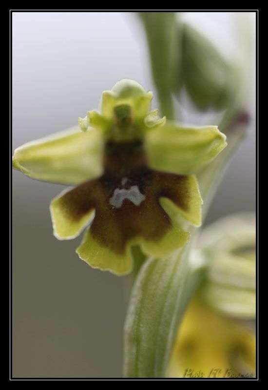 Ophrys × apicula — search result for 'Ophrys'