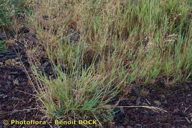 Agrostis marysae-tortiae habit