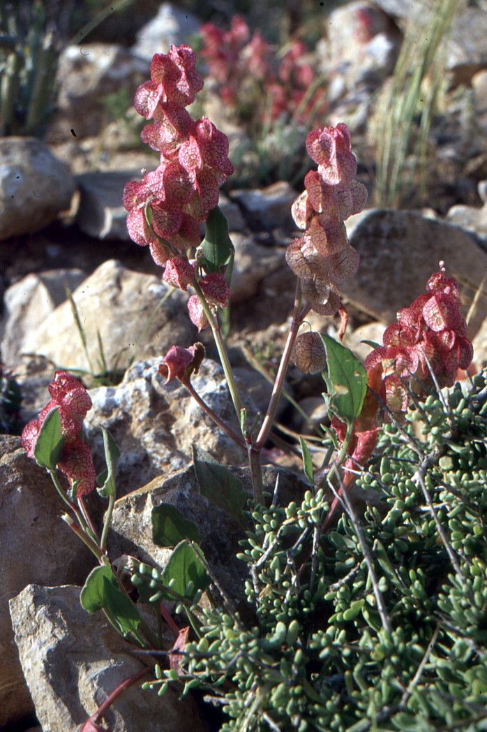 Rumex papilio habit