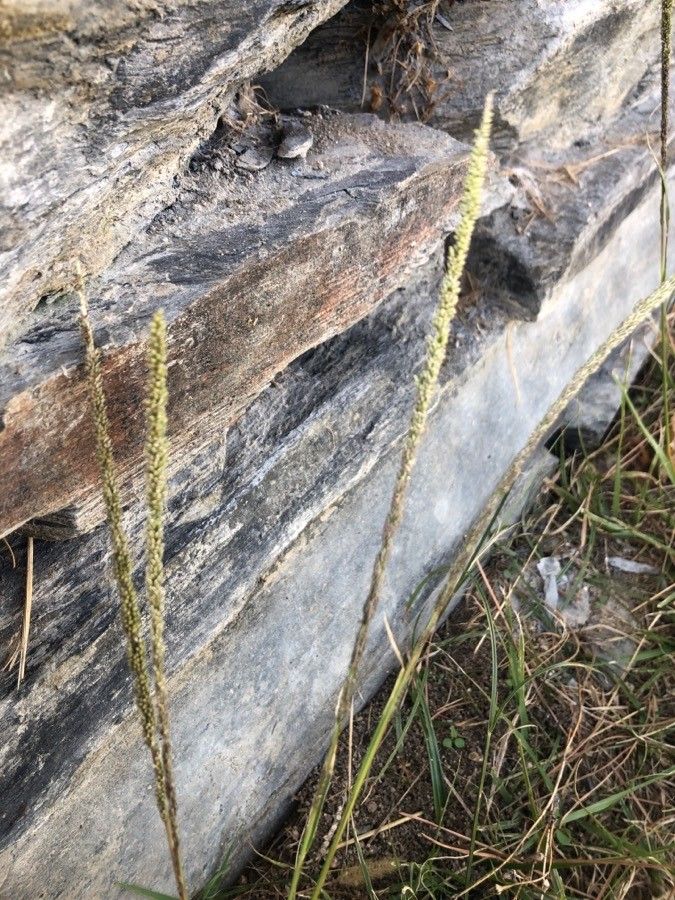 Sporobolus indicus flower