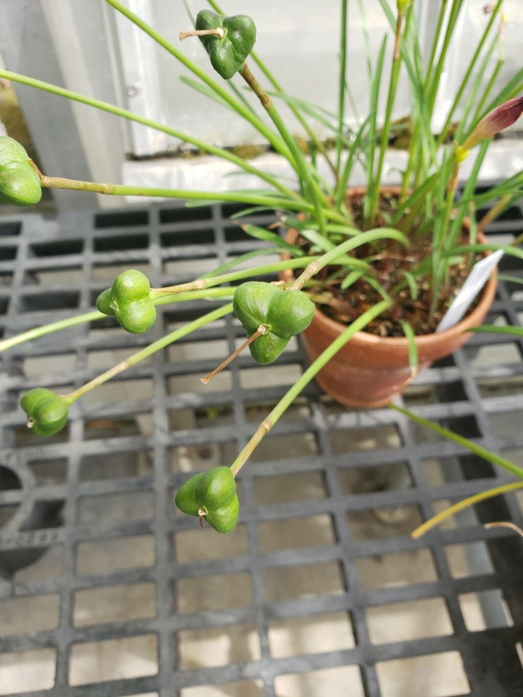 Zephyranthes primulina fruit