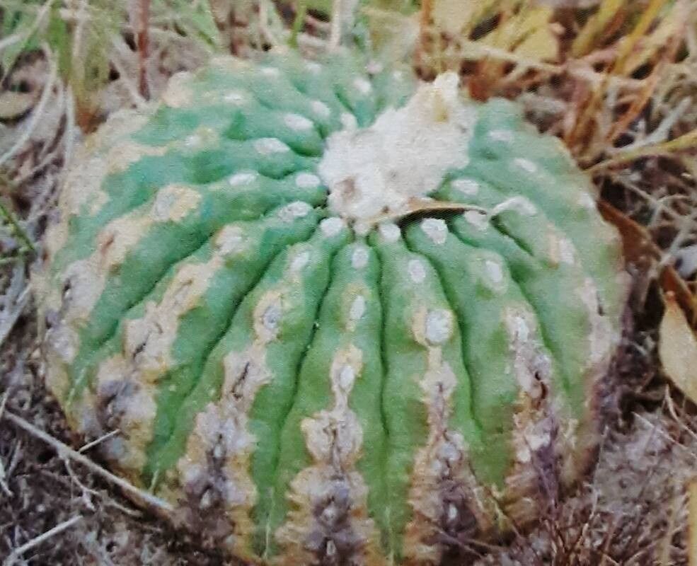 Parodia calvescens — houseplant care guide