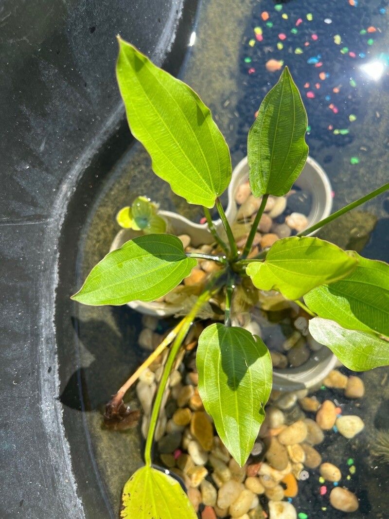 Aquarius cordifolius — related species from the same genus