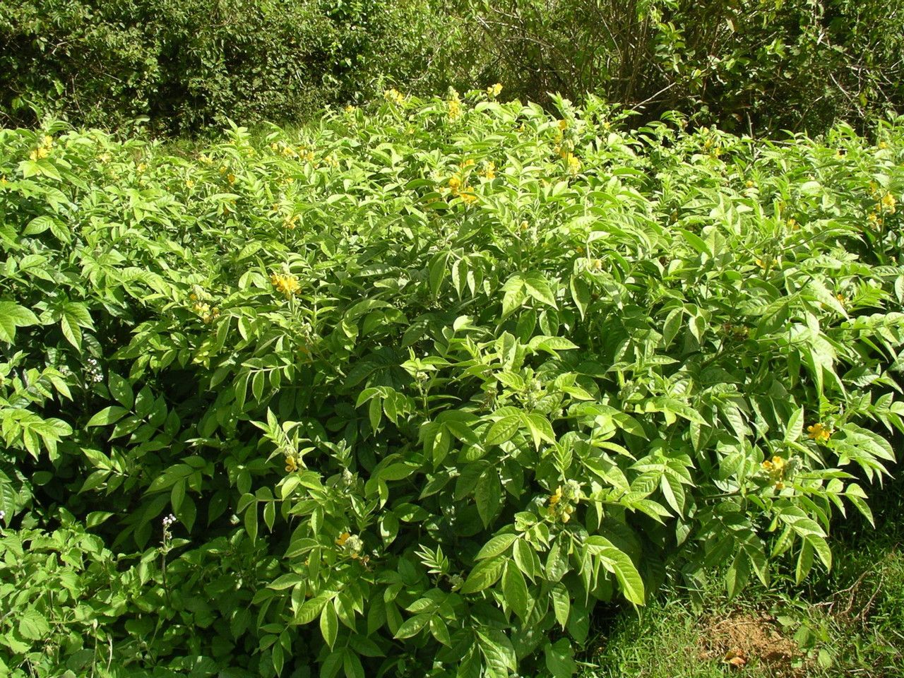 Senna hirsuta habit
