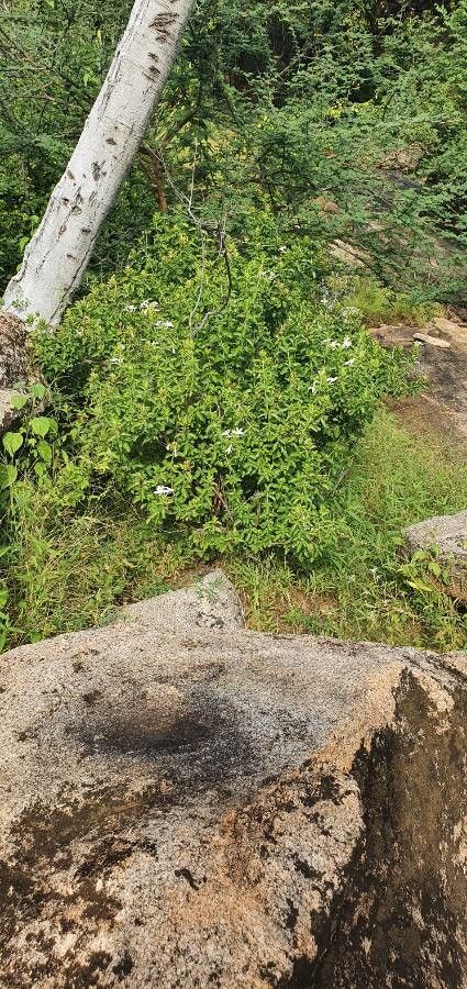 Barleria trispinosa habit