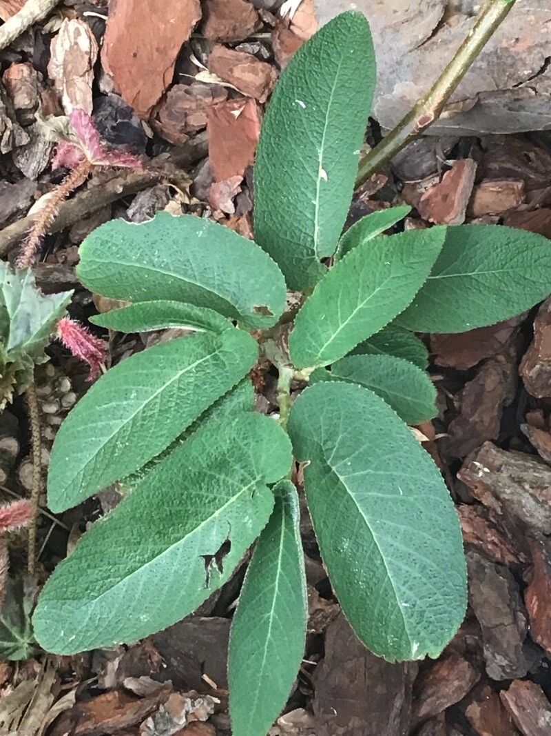 Begonia egregia — houseplant care guide