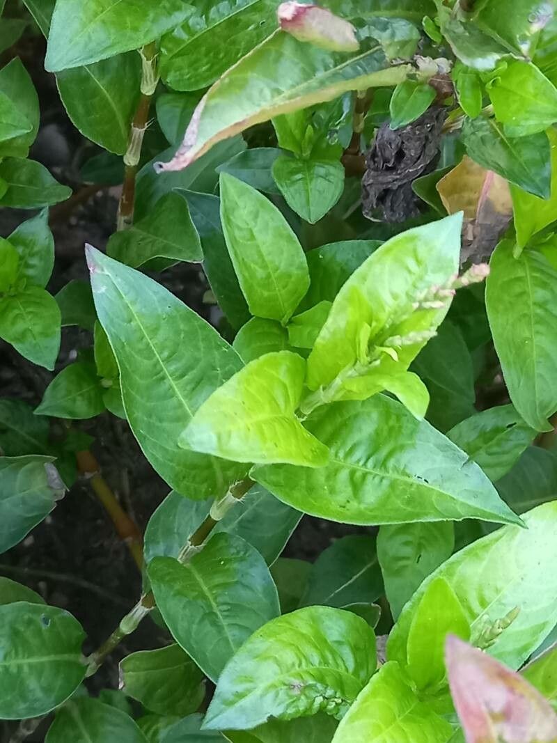 Persicaria tinctoria — search result for 'Indigofera'