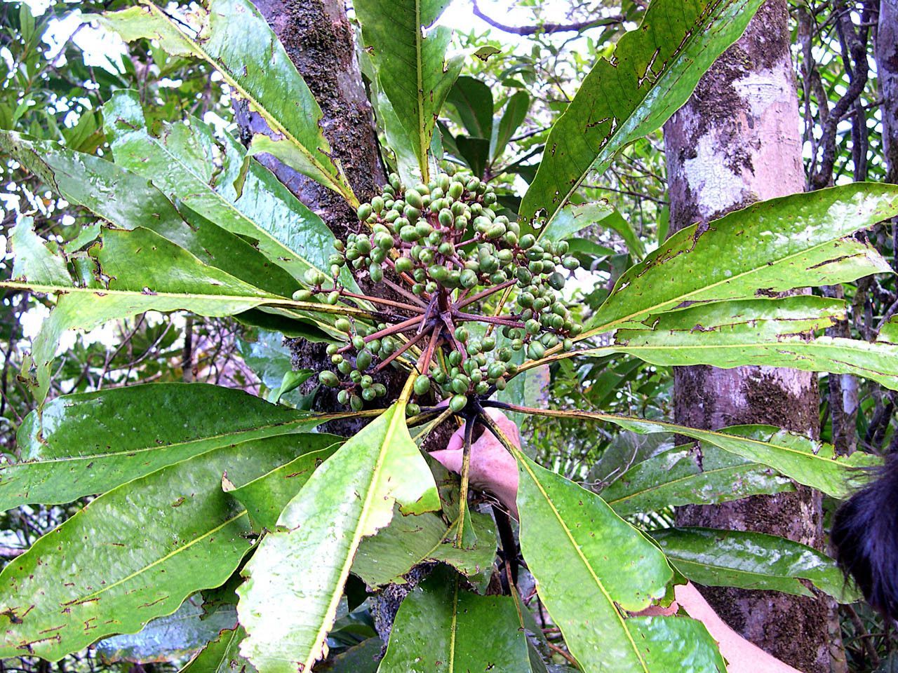 Pittosporum morierei — search result for 'Pittosporum'