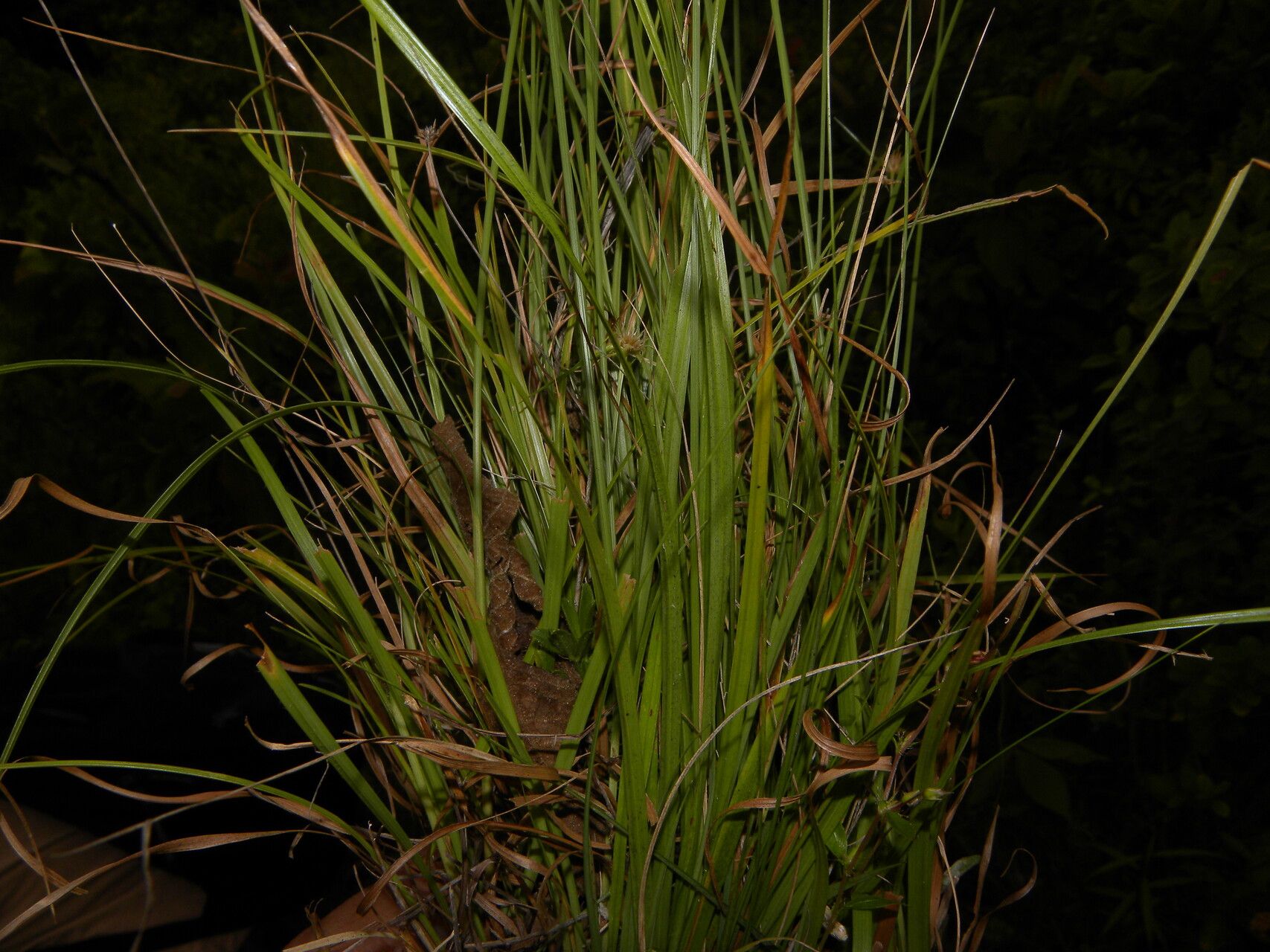Rhynchospora barbata habit