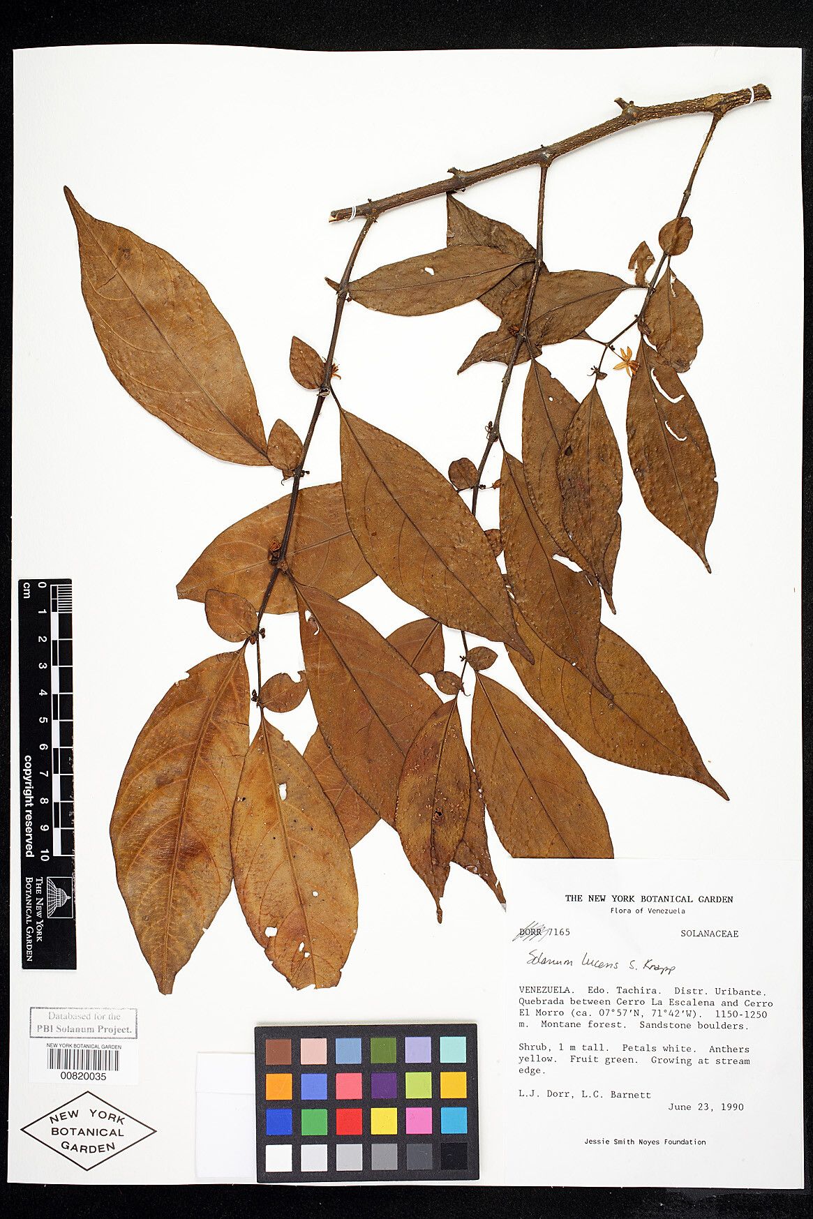 Solanum lucens — houseplant care guide