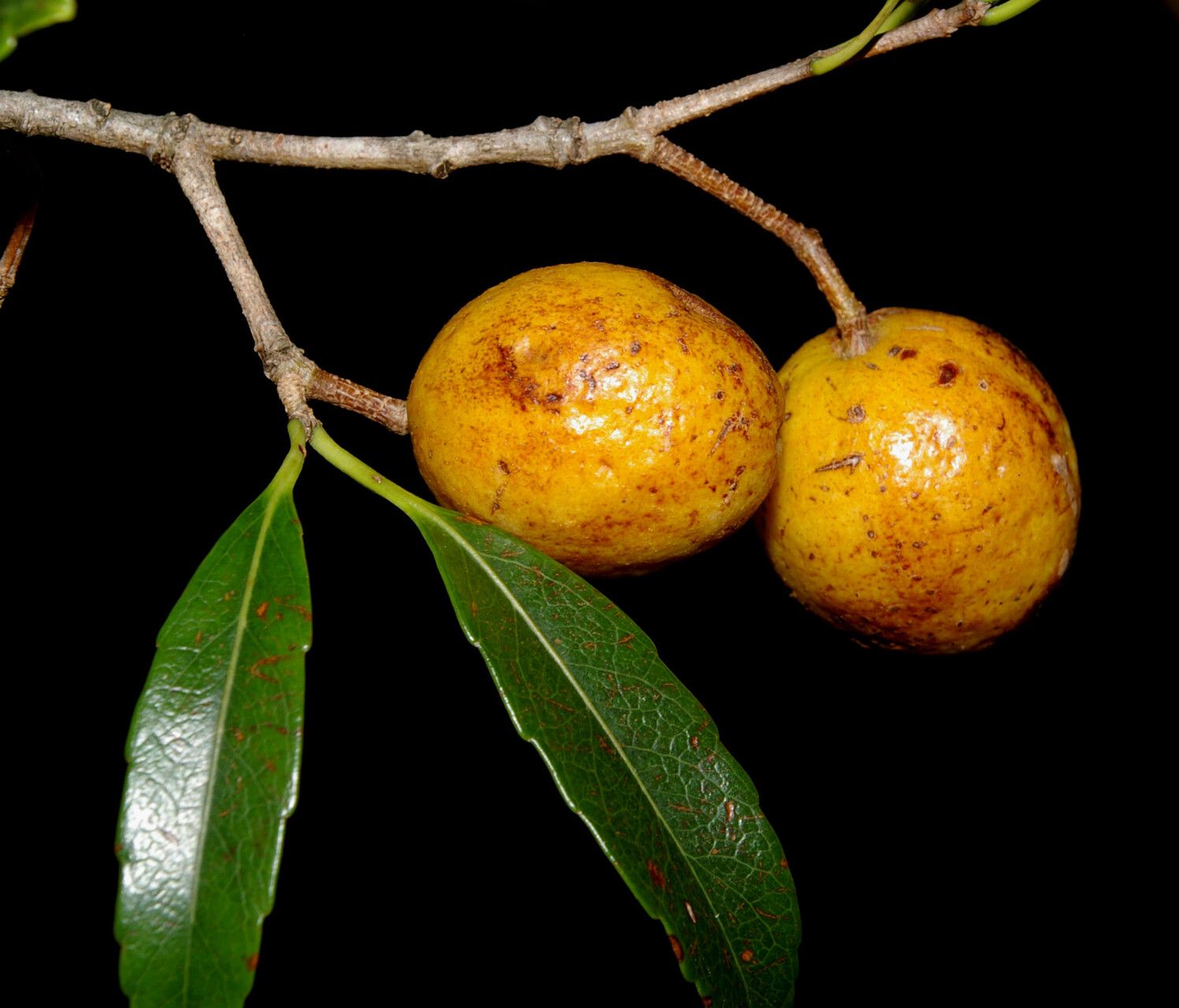 Elaeodendron xylocarpum fruit