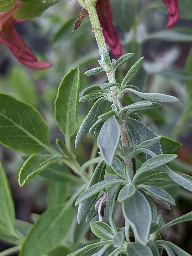 Salvia lanceolata — houseplant care guide