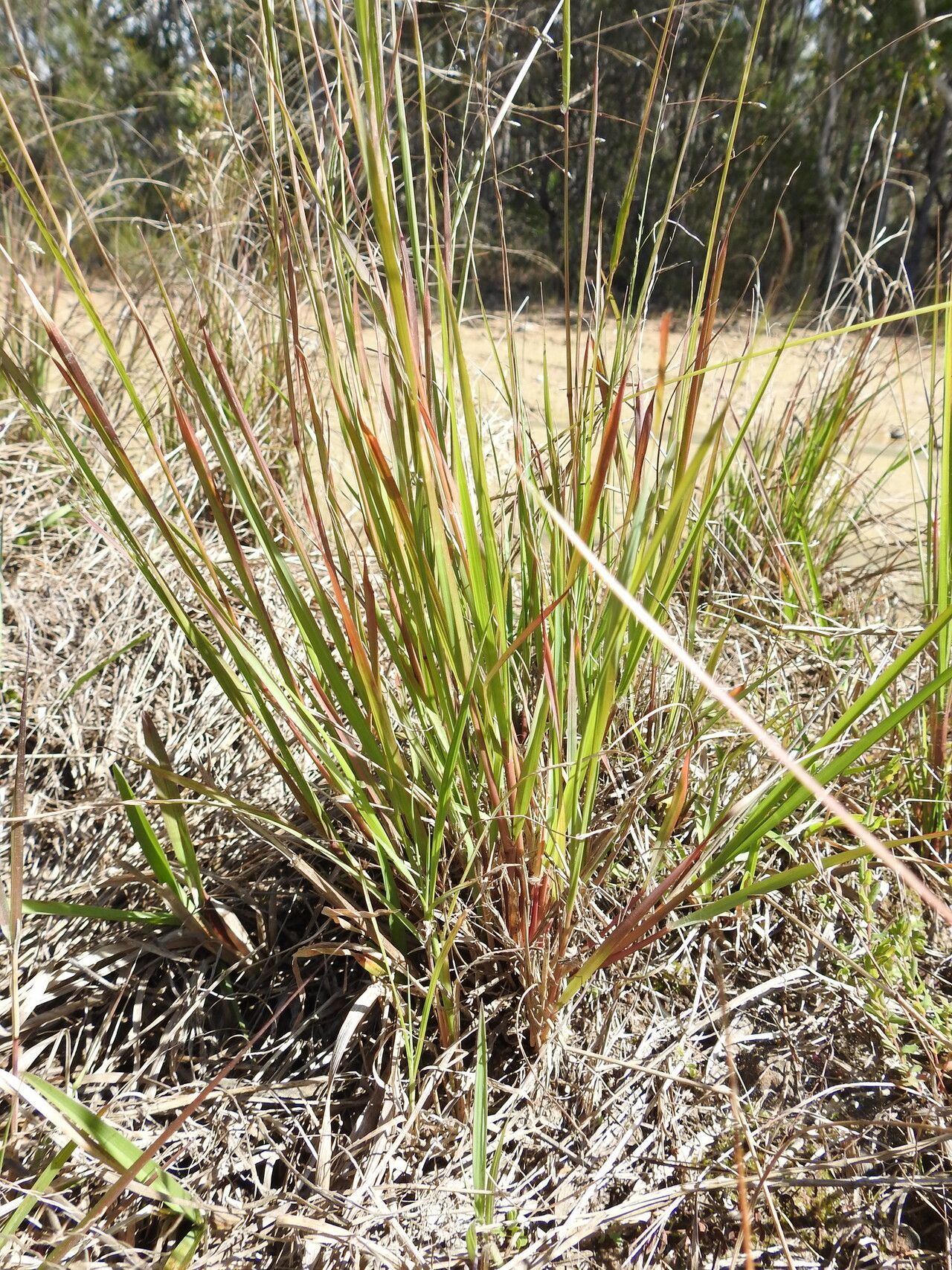 Eragrostis paniciformis habit