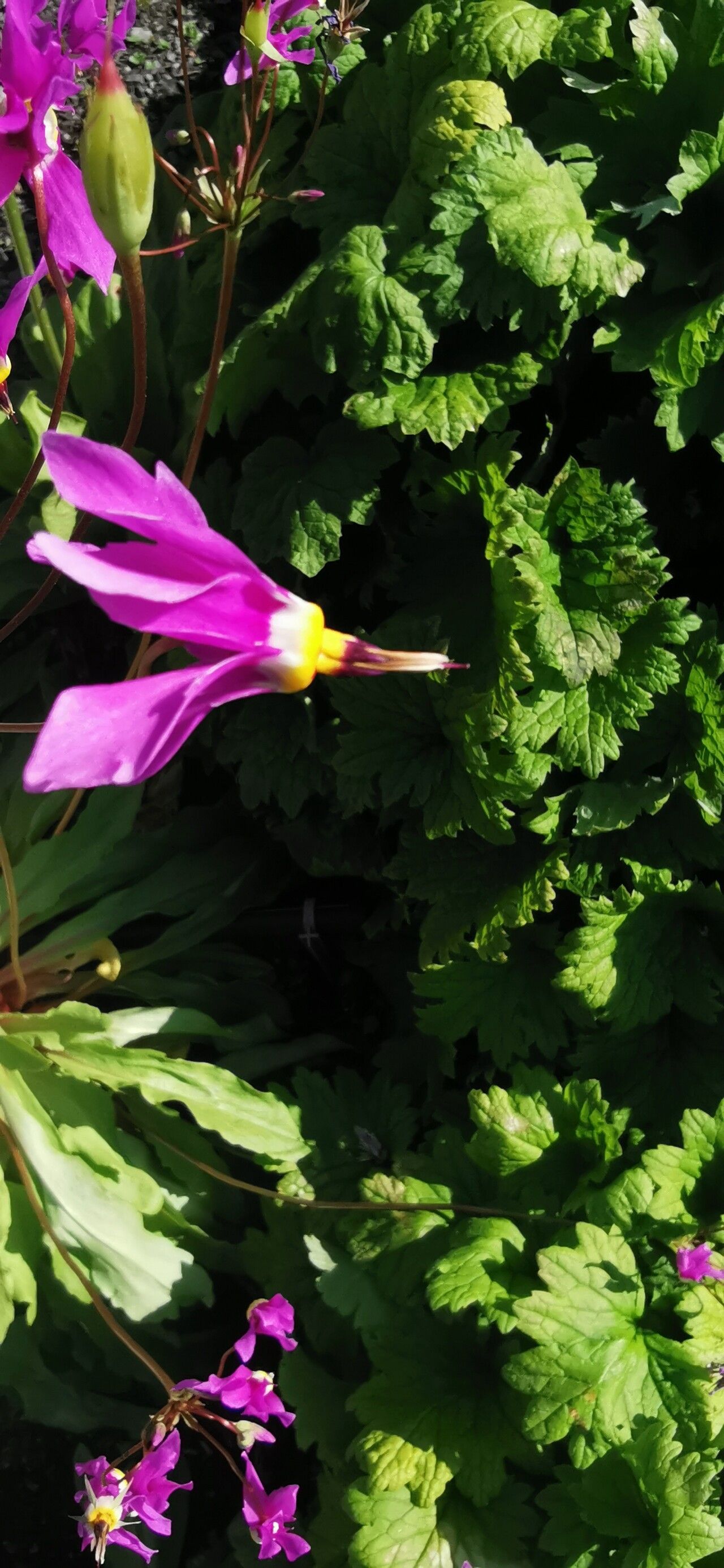 Primula pauciflora leaf