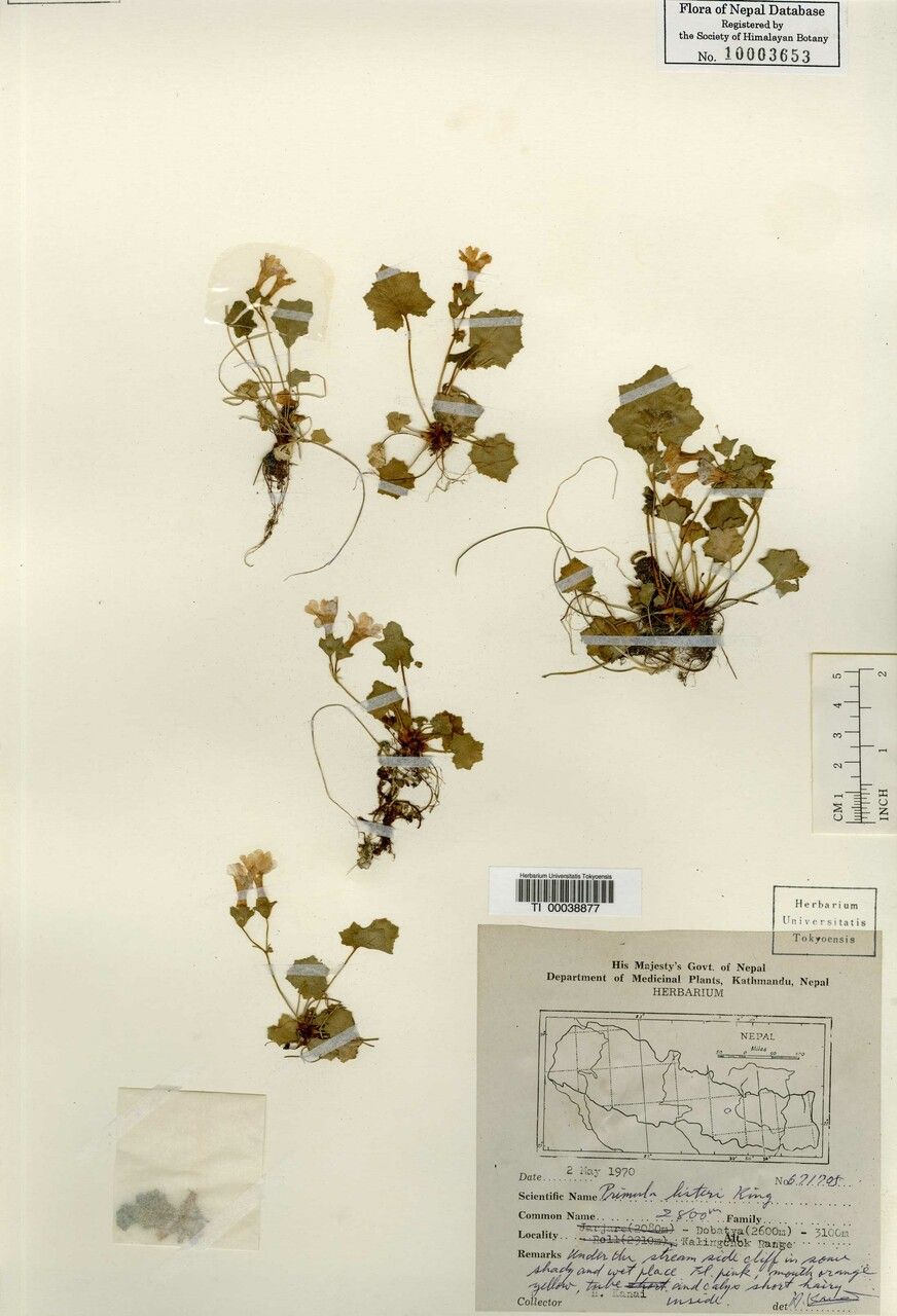 Primula listeri — houseplant care guide