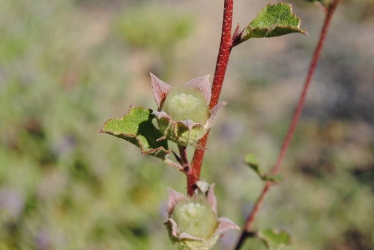 Iliamna bakeri fruit