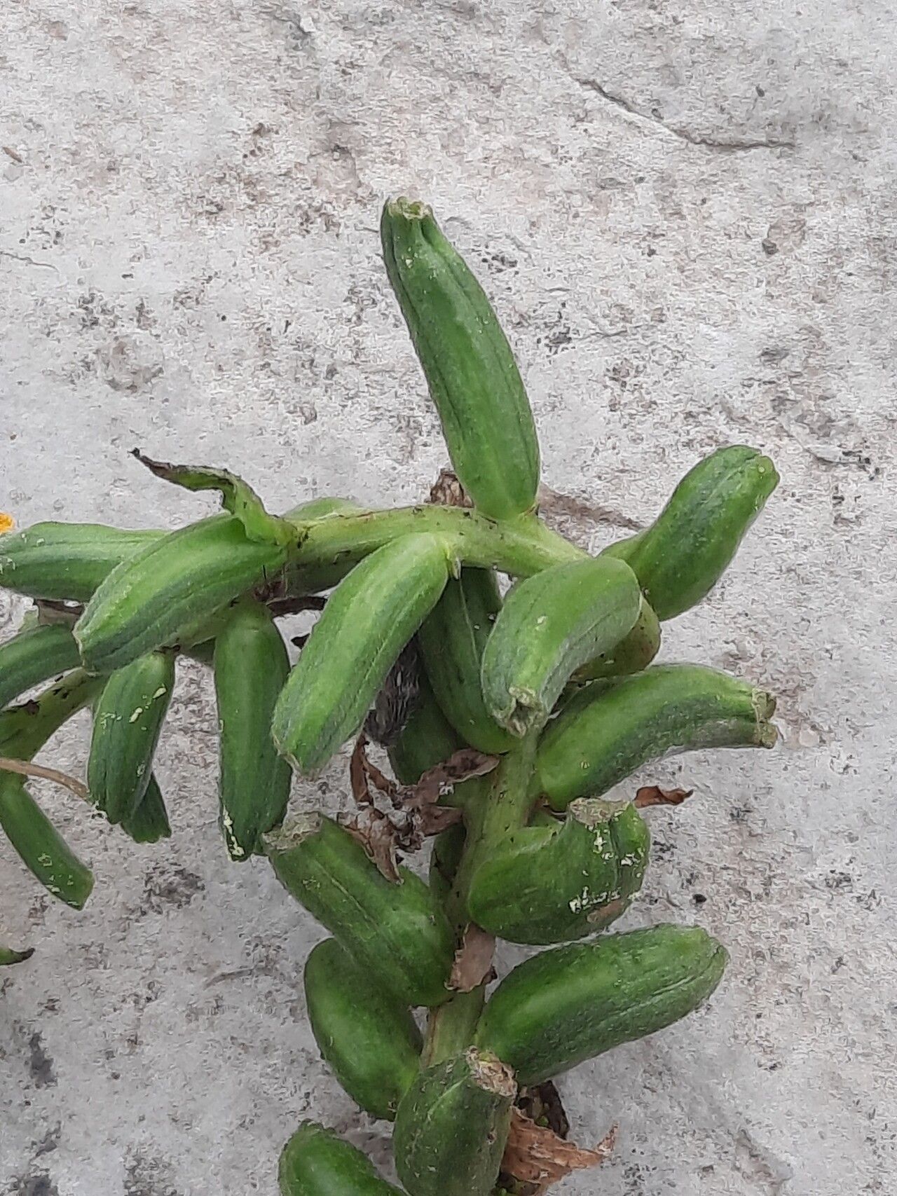 Oenothera pycnocarpa fruit