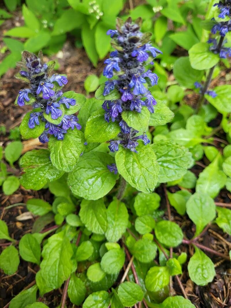 Ajuga × hybrida flower