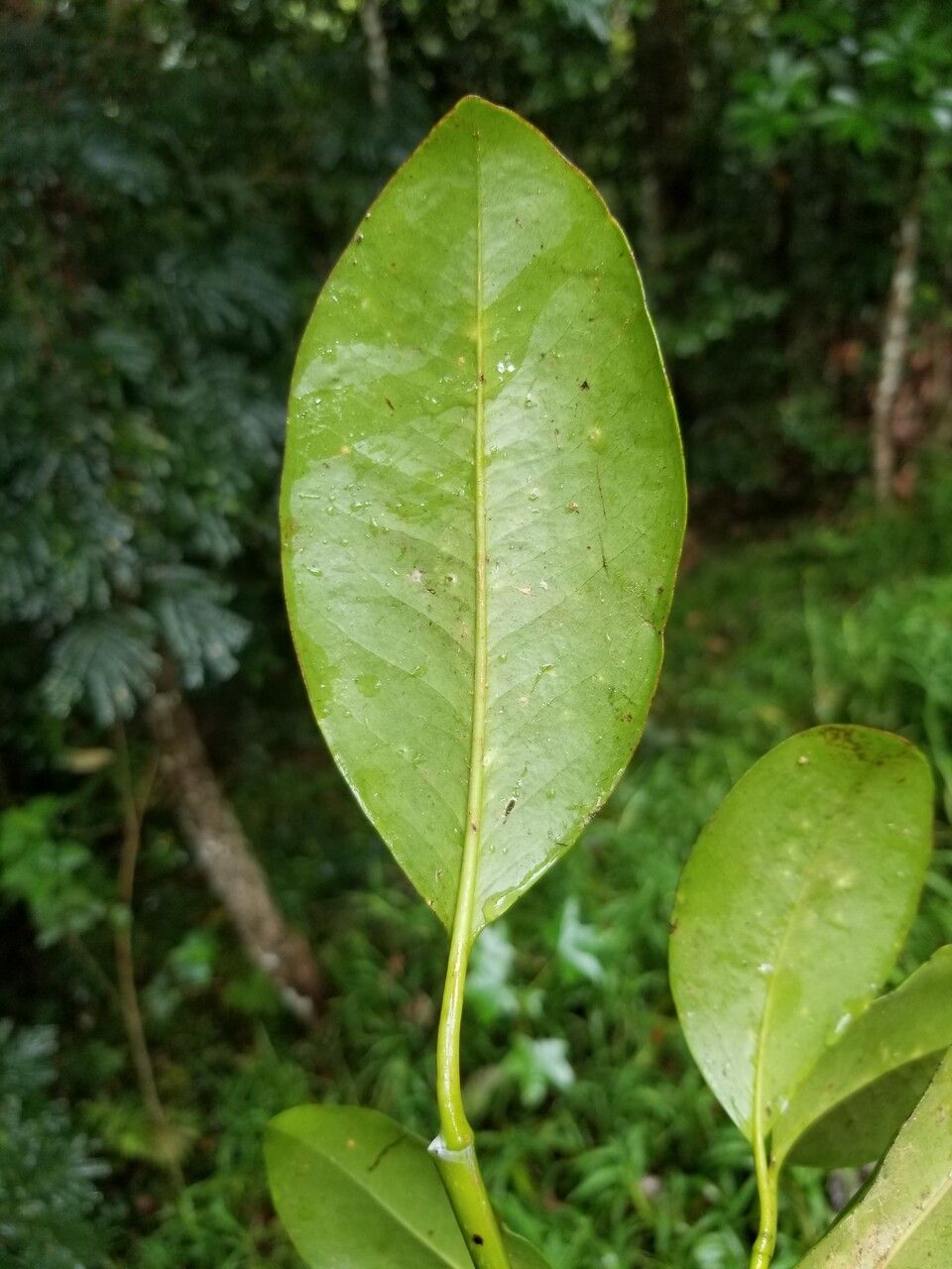 Garcinia puat — houseplant care guide