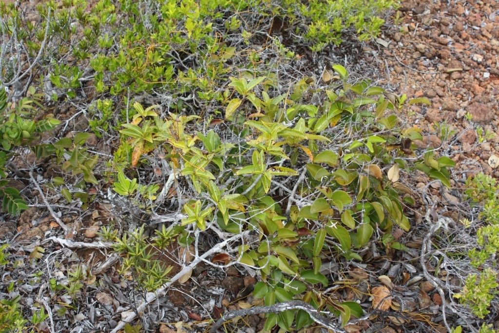 Jasminum artense habit