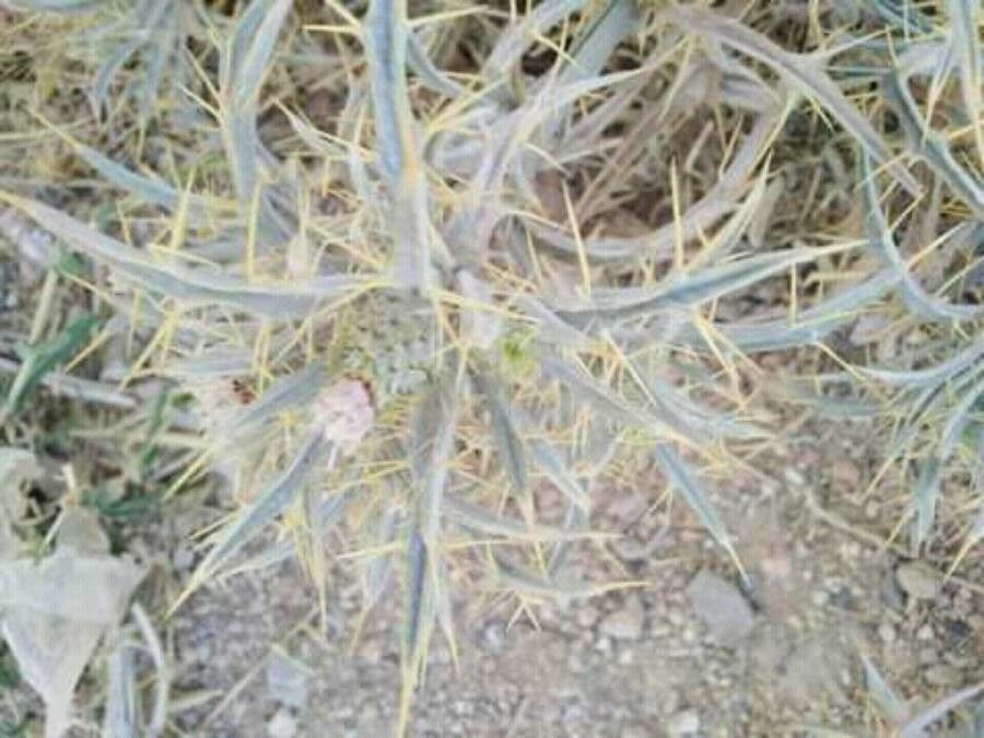 Picnomon acarna fruit