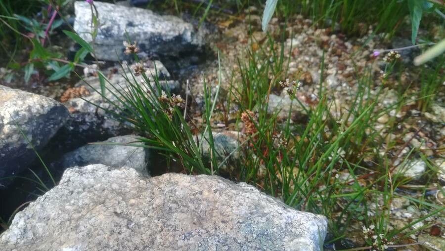 Juncus requienii habit