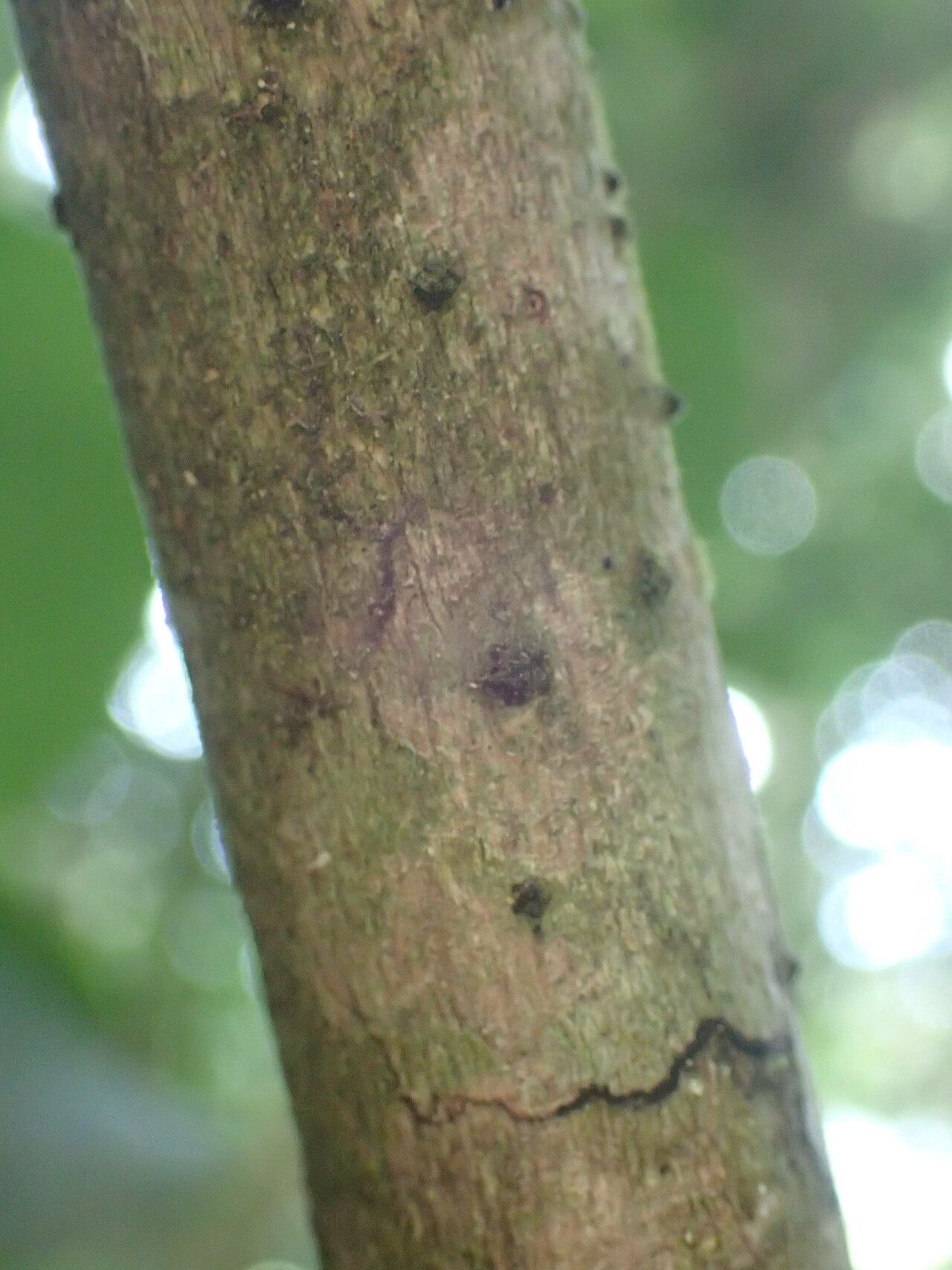 Eugenia gryposperma bark