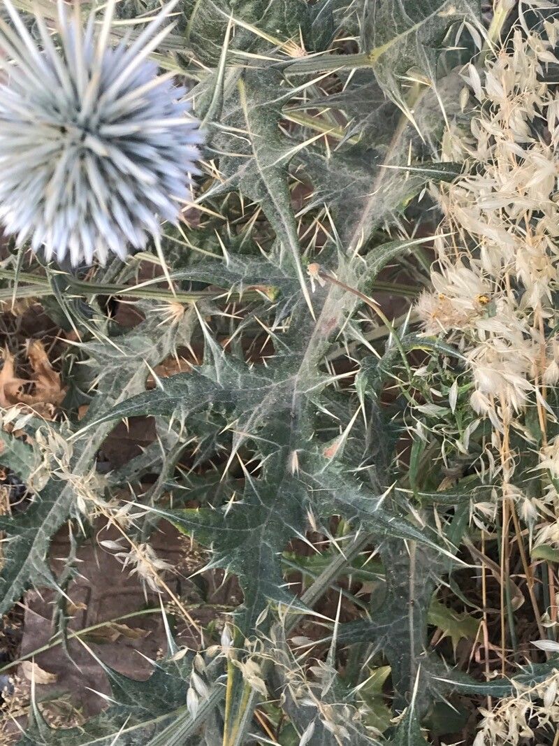 Echinops austroiranicus leaf