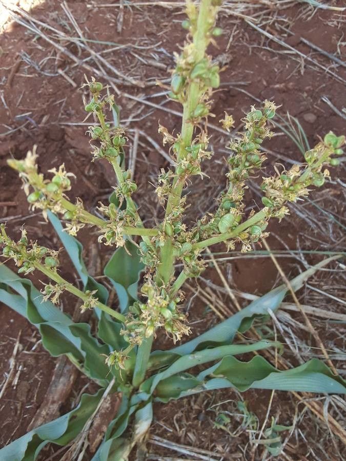 Chlorophytum gallabatense flower