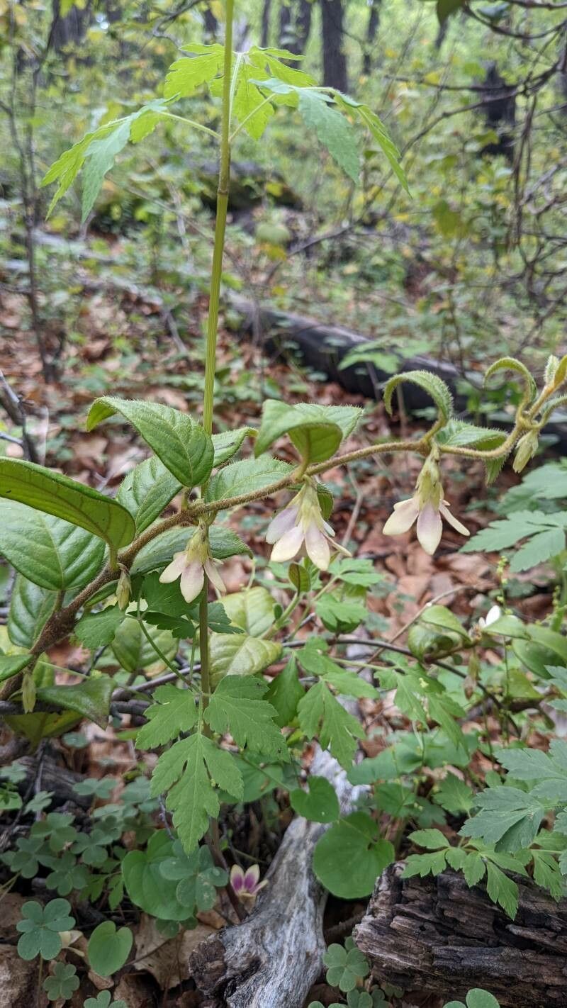 Elytropus chilensis — houseplant care guide