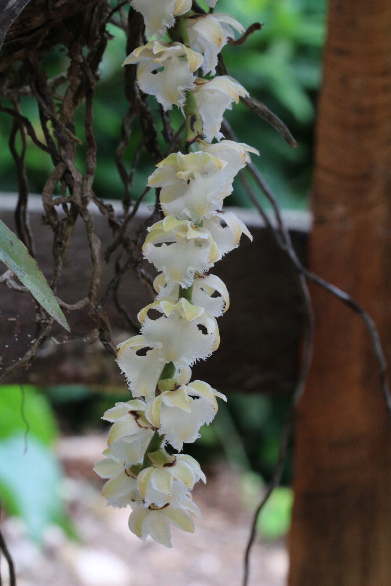Diaphananthe pellucida flower