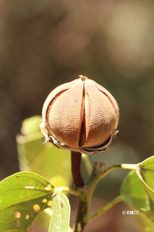 Hibiscus thespesianus — houseplant care guide