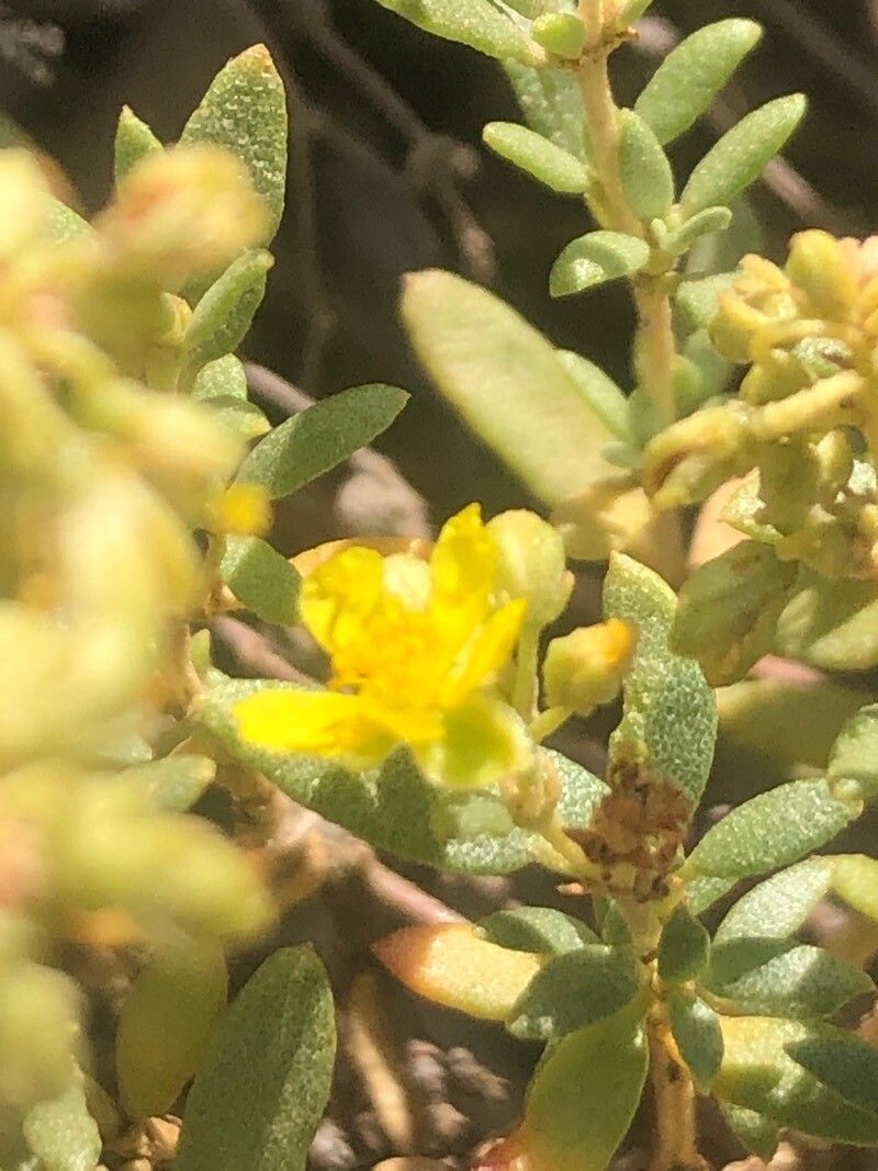 Helianthemum squamatum flower