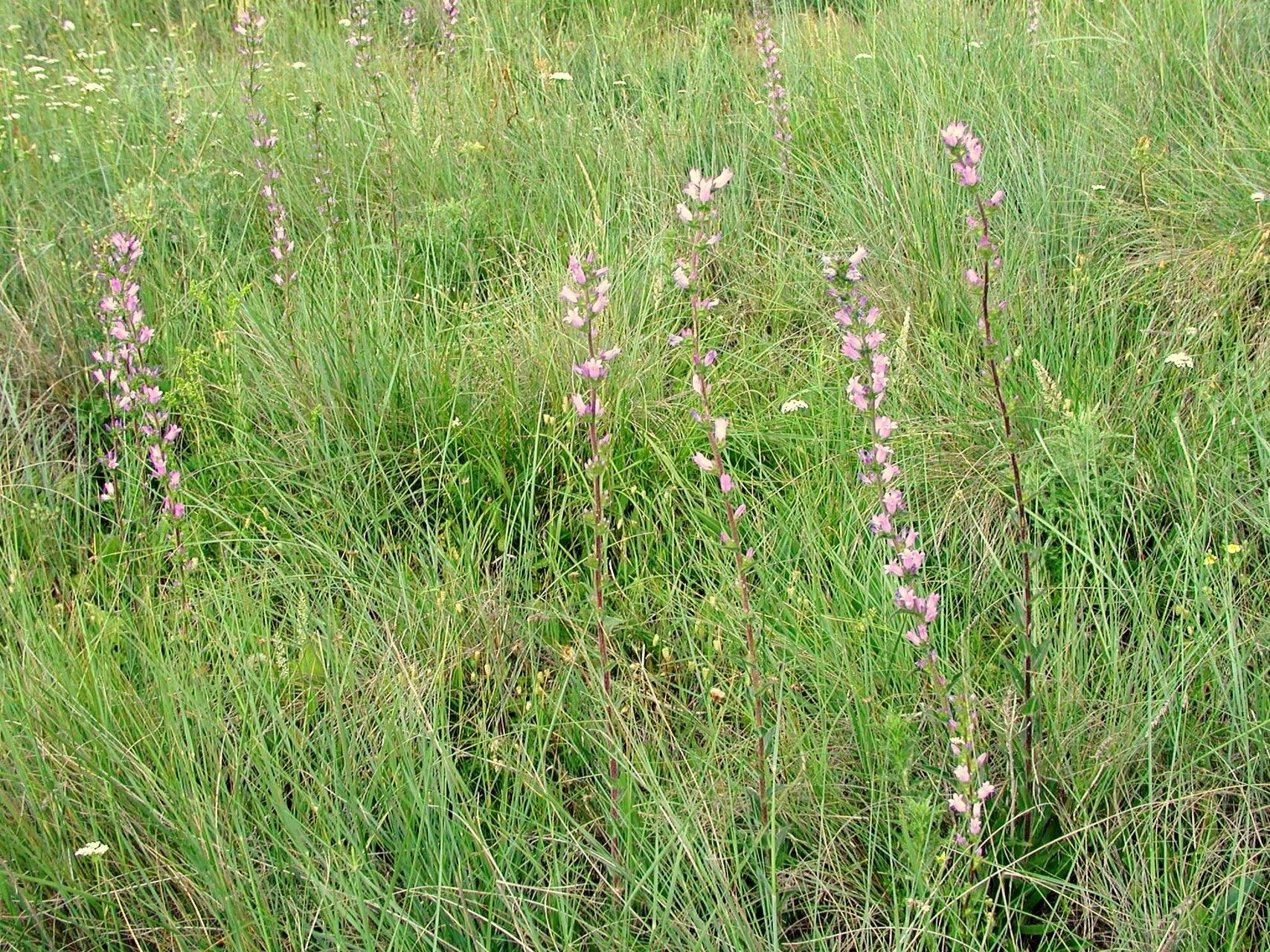Campanula macrostachya habit