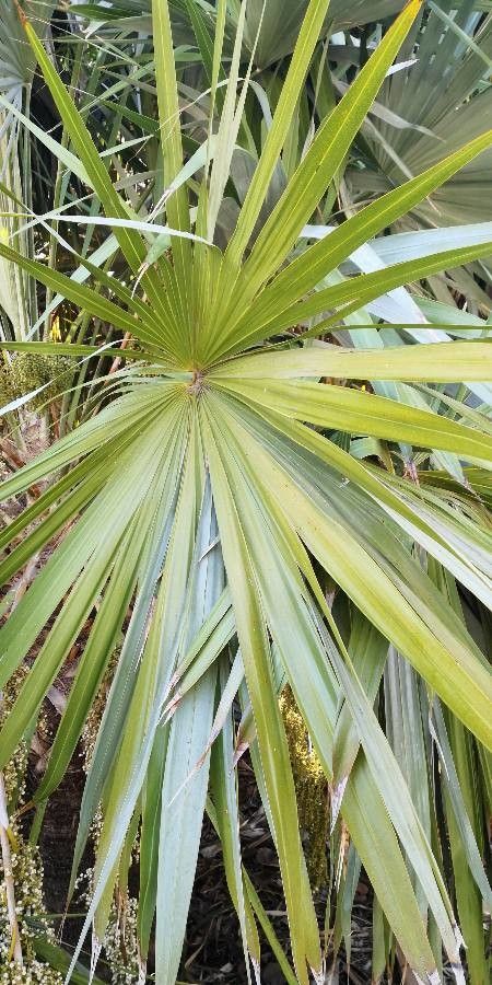 Leucothrinax morrisii — search result for 'Bahamas'