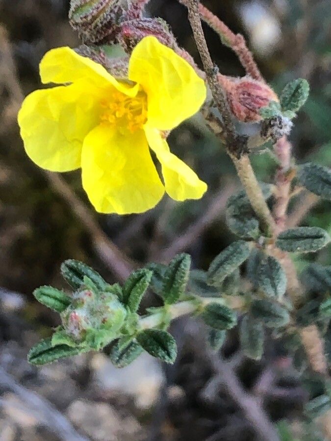 Fumana thymifolia flower
