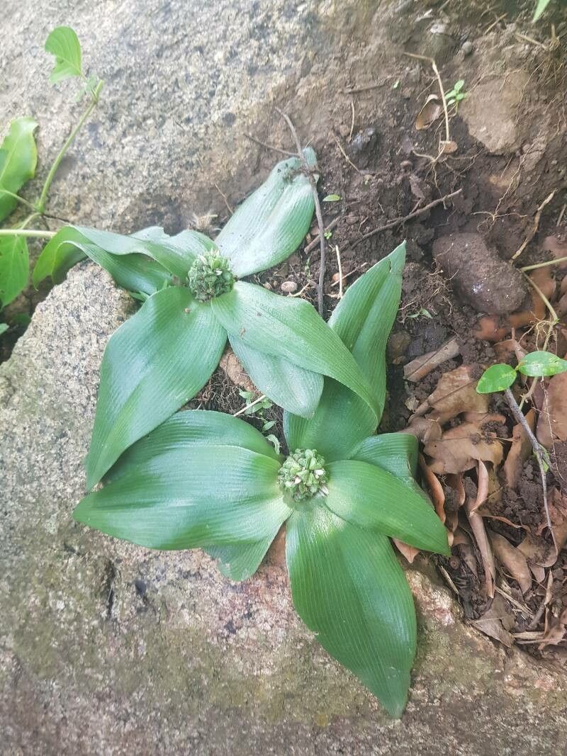 Chlorophytum pusillum — search result for 'Chlorophytum'