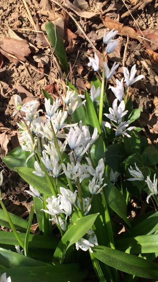 Othocallis mischtschenkoana habit