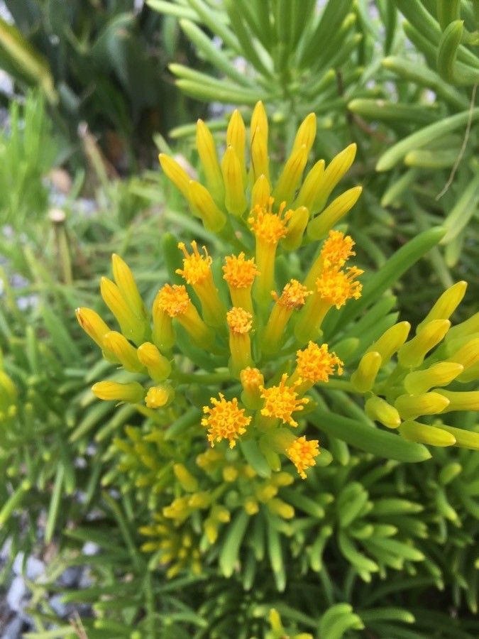 Senecio barbertonicus flower