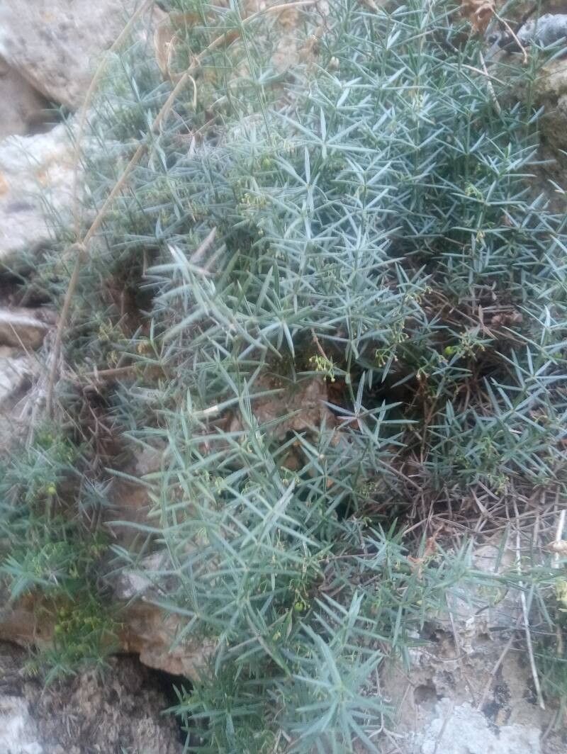 Rubia balearica — related species from the same genus