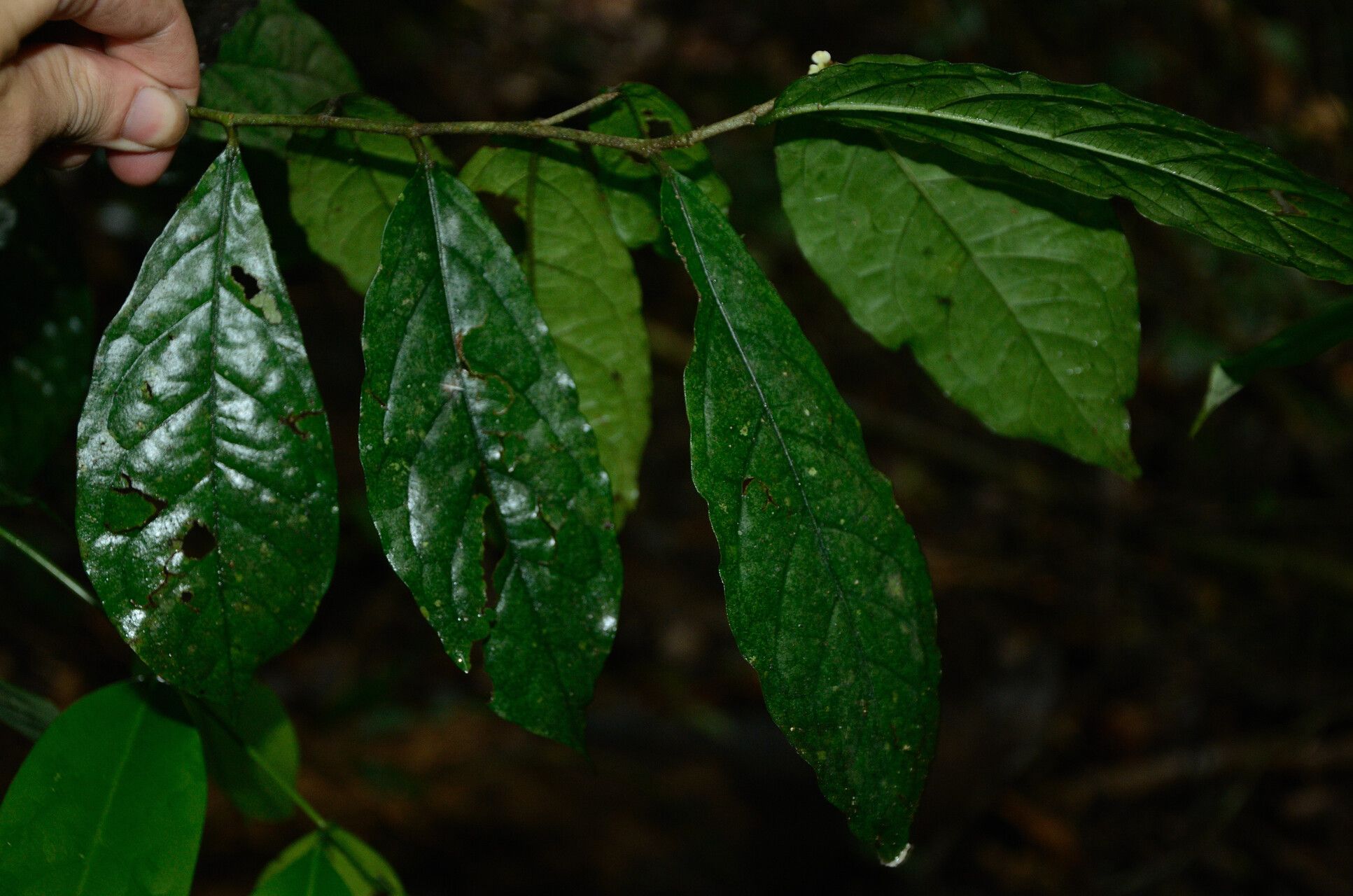 Tapura carinata — houseplant care guide