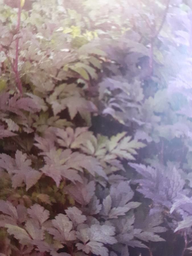 Actaea simplex — search result for 'Actaea'