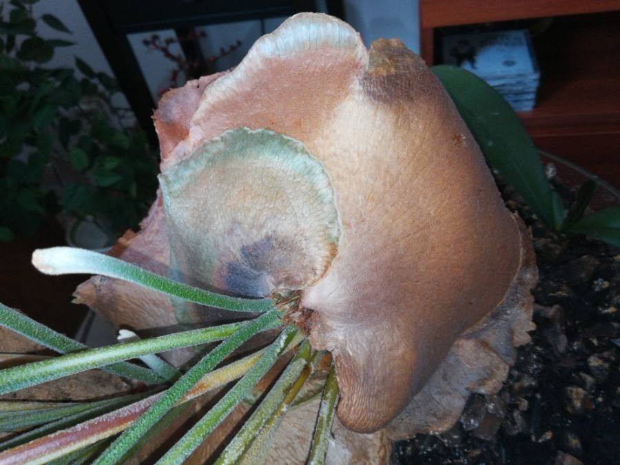 Platycerium alcicorne bark