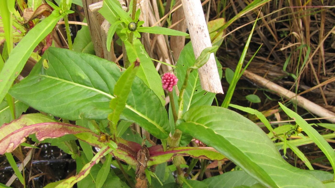 Persicaria amphibia fruit