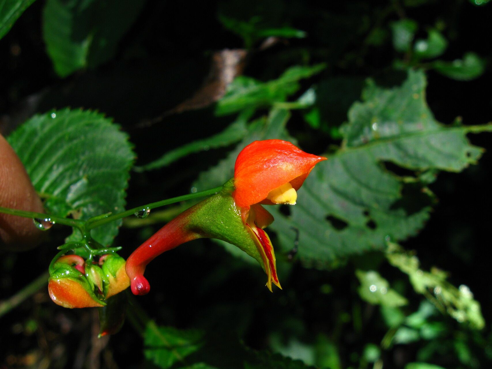 Impatiens sakeriana flower