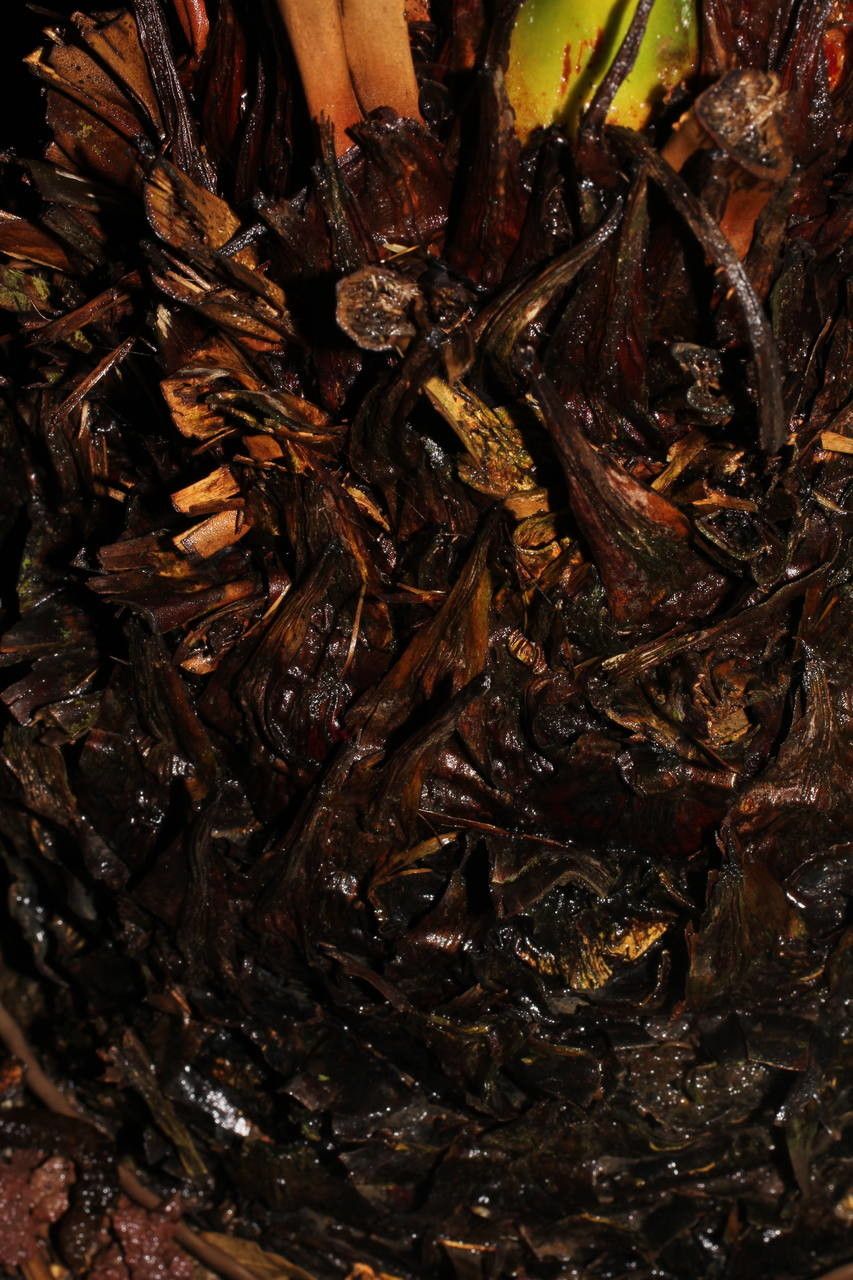 Cycas taiwaniana other