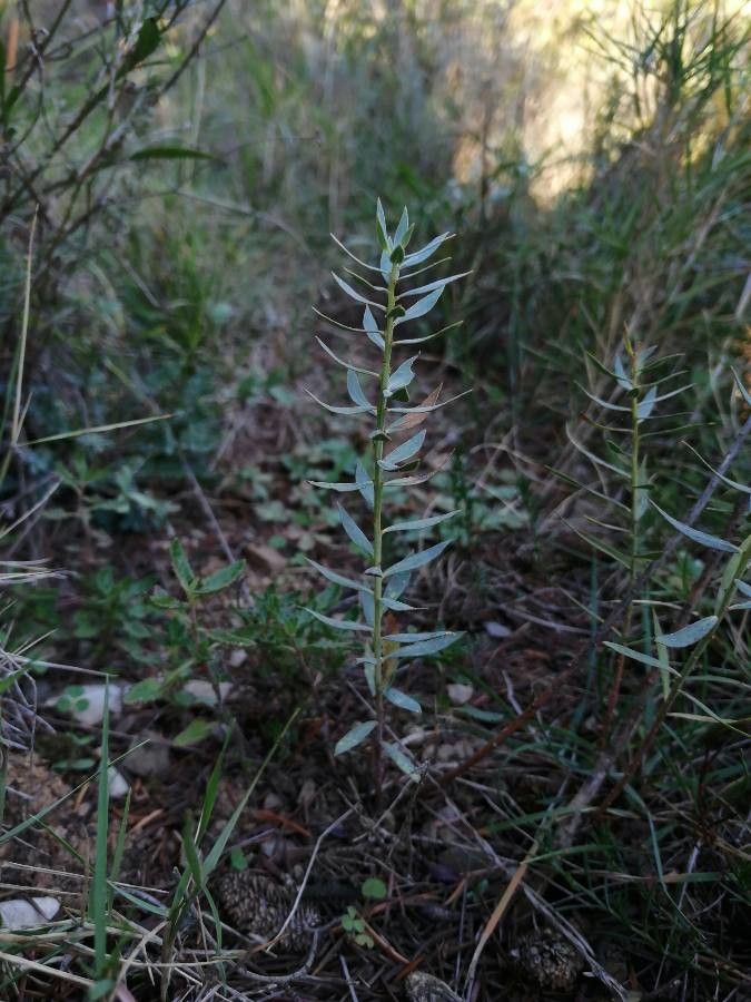 Thymelaea sanamunda — houseplant care guide