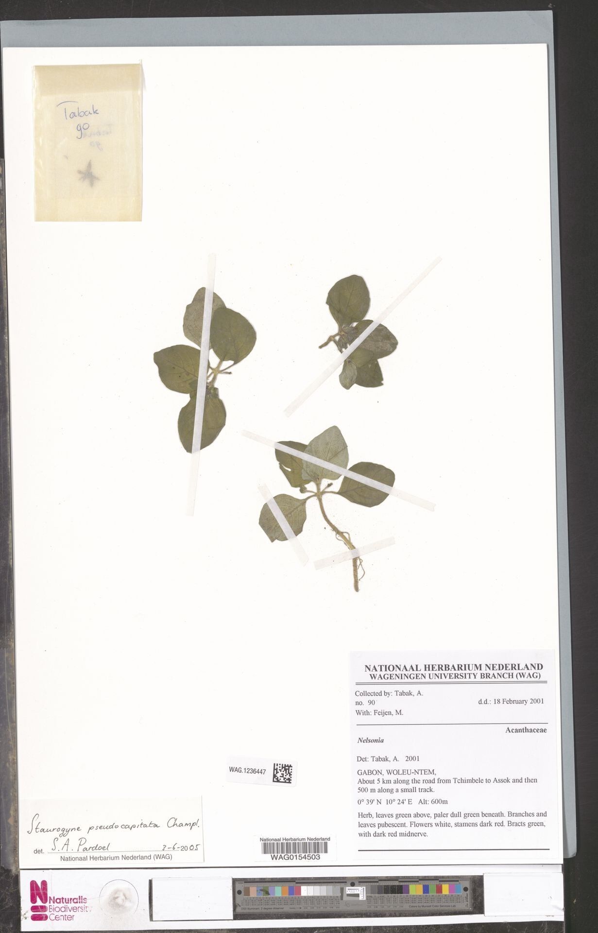 Staurogyne pseudocapitata — search result for 'Staurogyne'